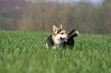 CORGI PEMBROKE 1297
